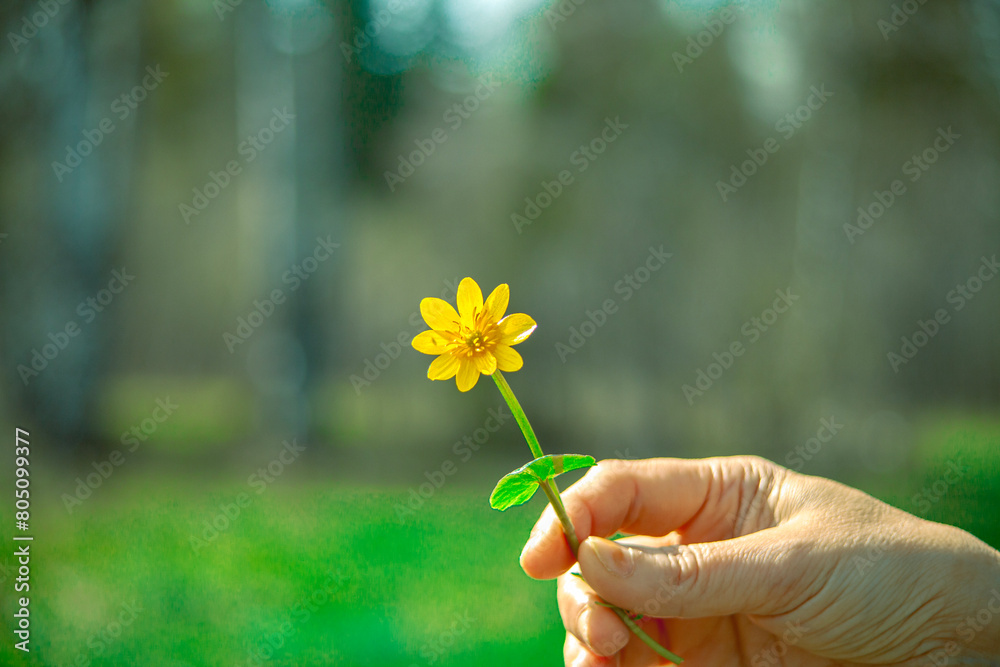 yellow flowers in hand. The girl holds wild flowers in her hand. Blurred soft background, soft bokeh.Spring-summer concept. close-up and blurred forest background. Idyllic nature. orchid flower. yellow flowers in hand. The girl holds wild flowers in her hand. Blurred soft background, soft bokeh.Spring-summer concept. close-up and blurred forest background. Idyllic nature. orchid flower.
