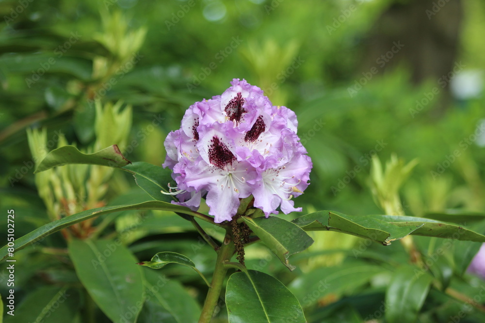le plus beau jardin de fleurs au pays bas le plus beau jardin de fleurs au pays bas