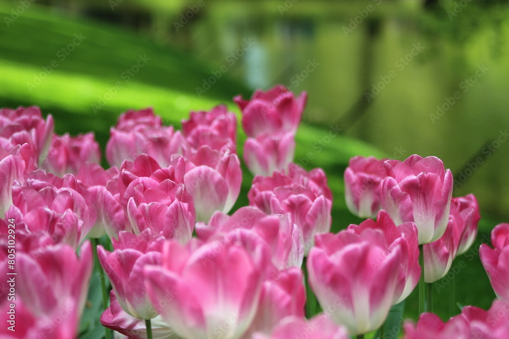 Fototapeta premium le plus beau jardin de fleurs au pays bas