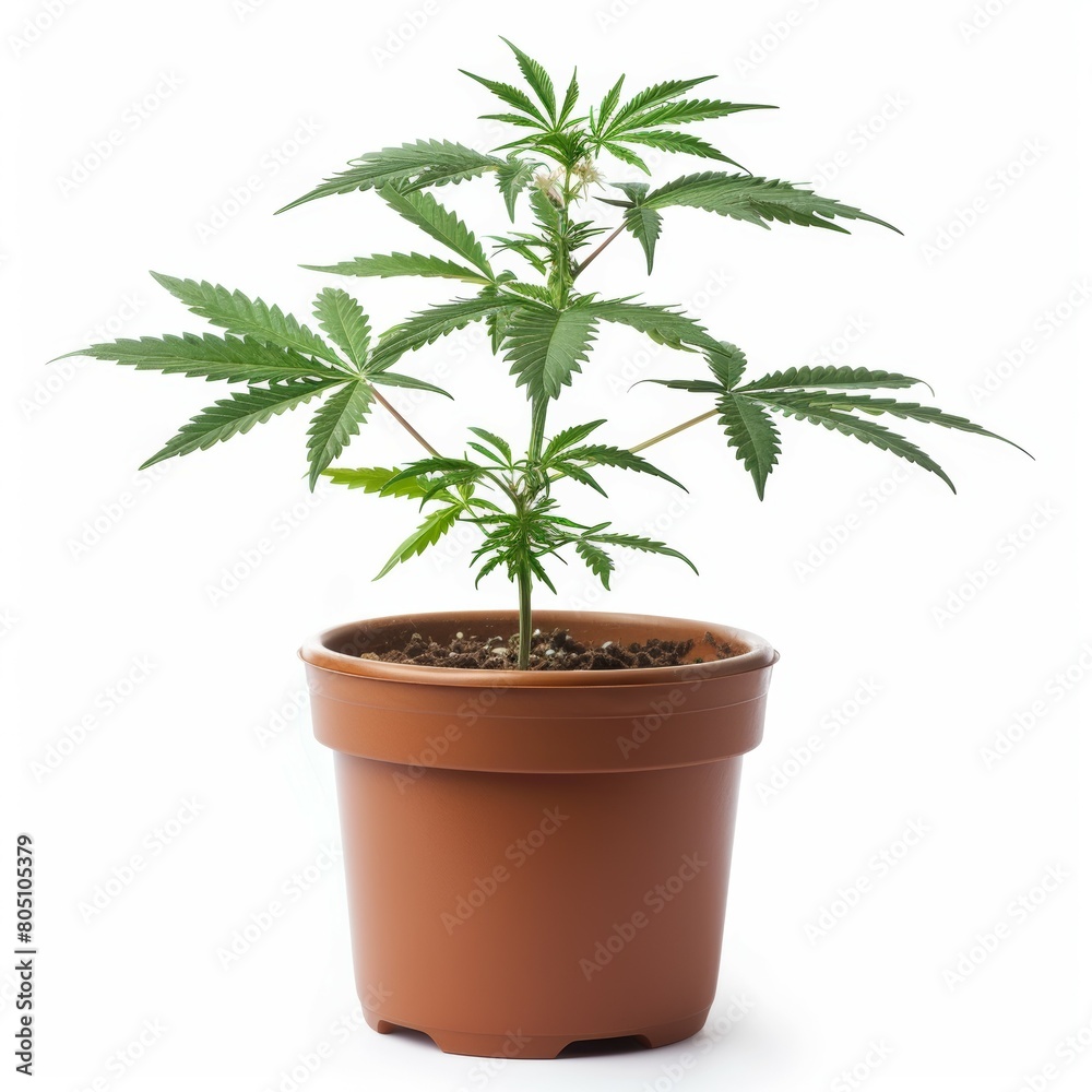 Fototapeta premium Potted Cannabis Plant Isolated on White Background