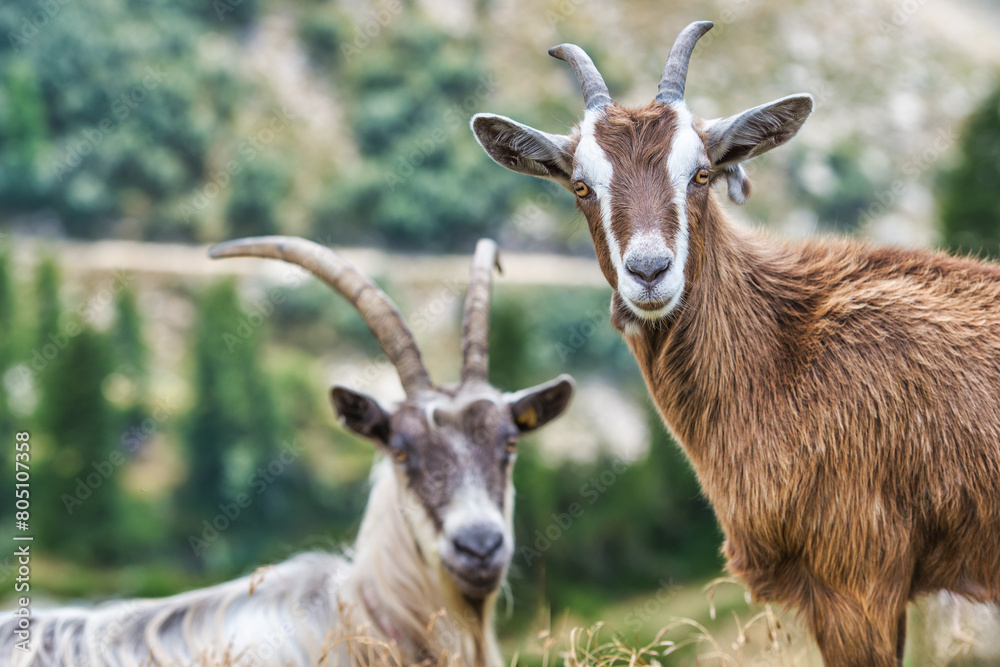 Two mountain goats in the wild Two mountain goats in the wild