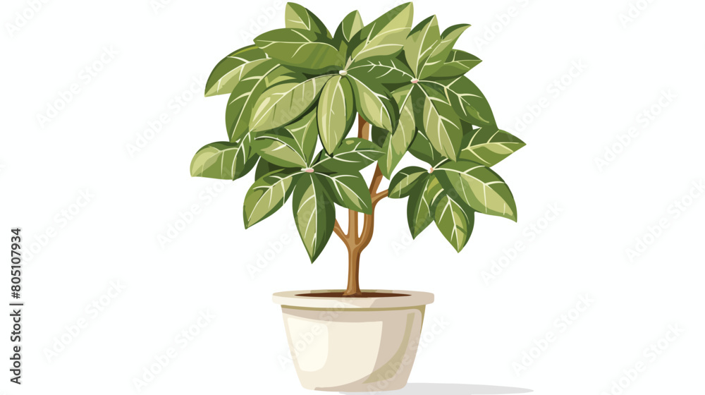 Ficus benjamina in pot on white background Vector style