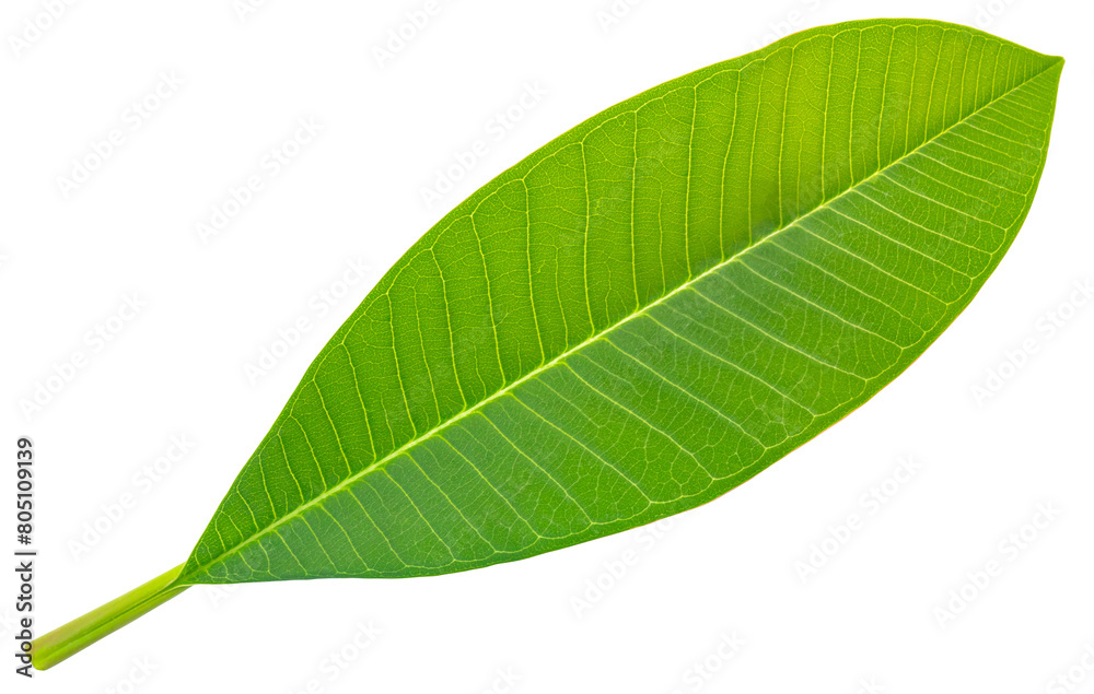Obraz premium Frangipani leaf on isolated white background.