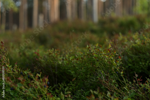 Summer pine forest on a warm day with lots of greenery and bilberries