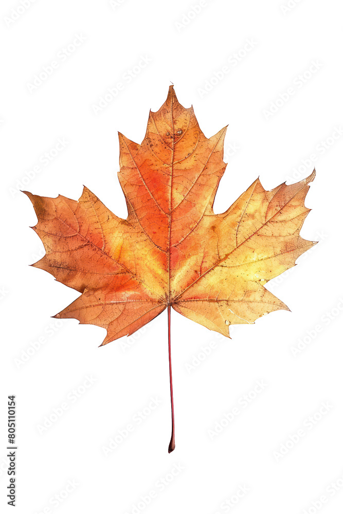 Maple leaf on a transparent background. Canada Day autumn concept. Maple leaf on a transparent background. Canada Day autumn concept.
