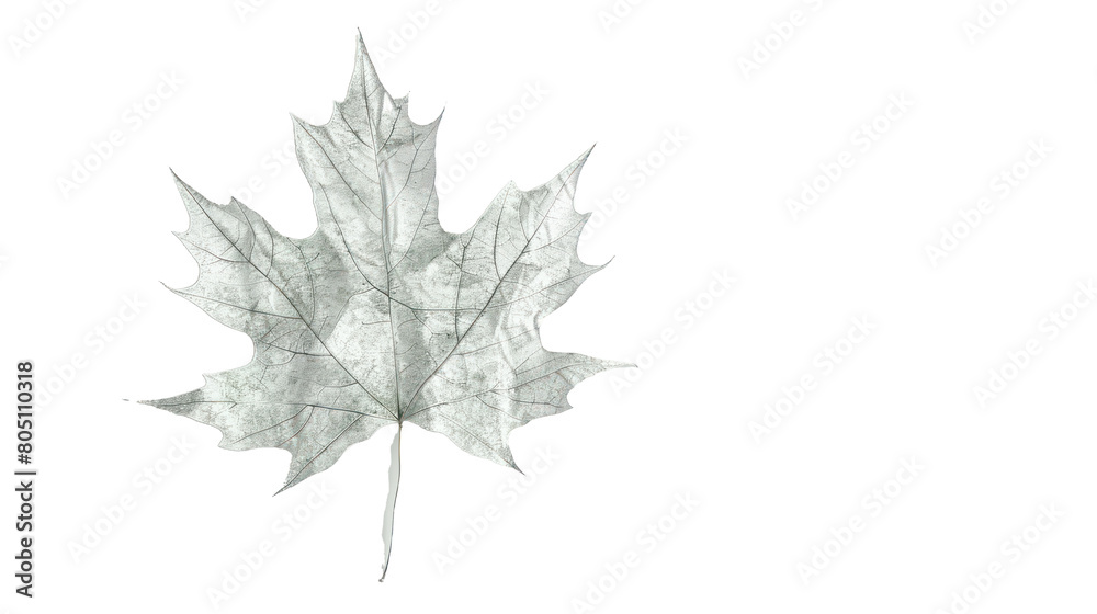 Maple leaf on a transparent background. Canada Day autumn concept. Maple leaf on a transparent background. Canada Day autumn concept.