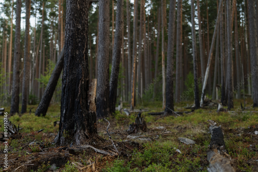 Summer pine forest after forest fire on a warm day with lots of greenery and bilberries Summer pine forest after forest fire on a warm day with lots of greenery and bilberries