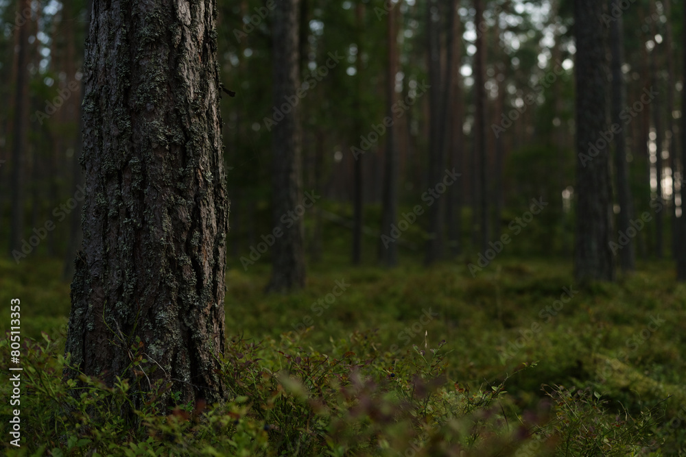 Fototapeta premium Summer pine forest after forest fire on a warm day with lots of greenery and bilberries