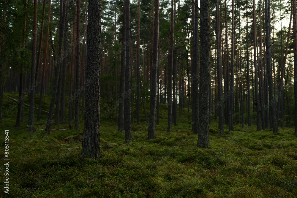 Summer pine forest on a warm day with lots of greenery and bilberries