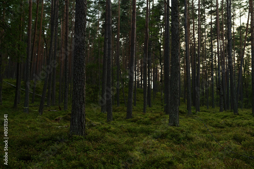 Summer pine forest on a warm day with lots of greenery and bilberries © GCapture