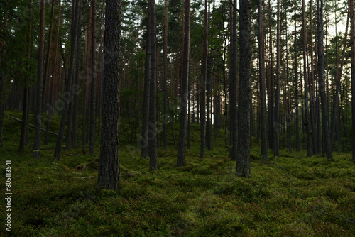 Summer pine forest on a warm day with lots of greenery and bilberries