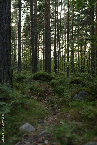 Summer pine forest on a warm day with lots of greenery and bilberries