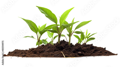 young sprout growing from earth dirt isolated
