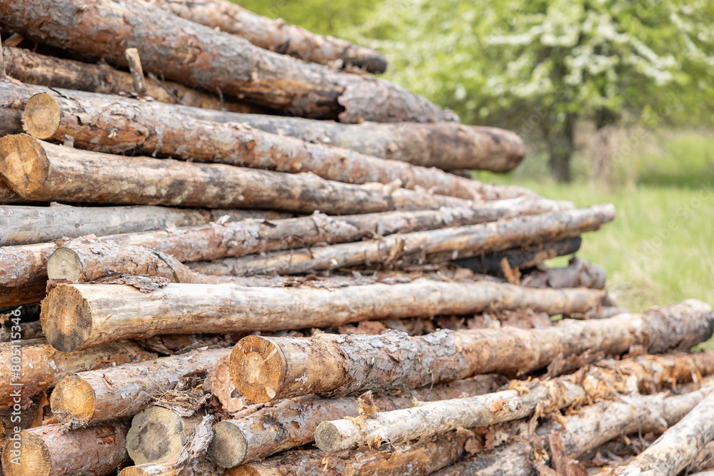 Logging pine trees in forest. Clear cutting. Logging pine trees in forest. Clear cutting.