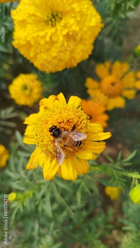 Seasonal Flower