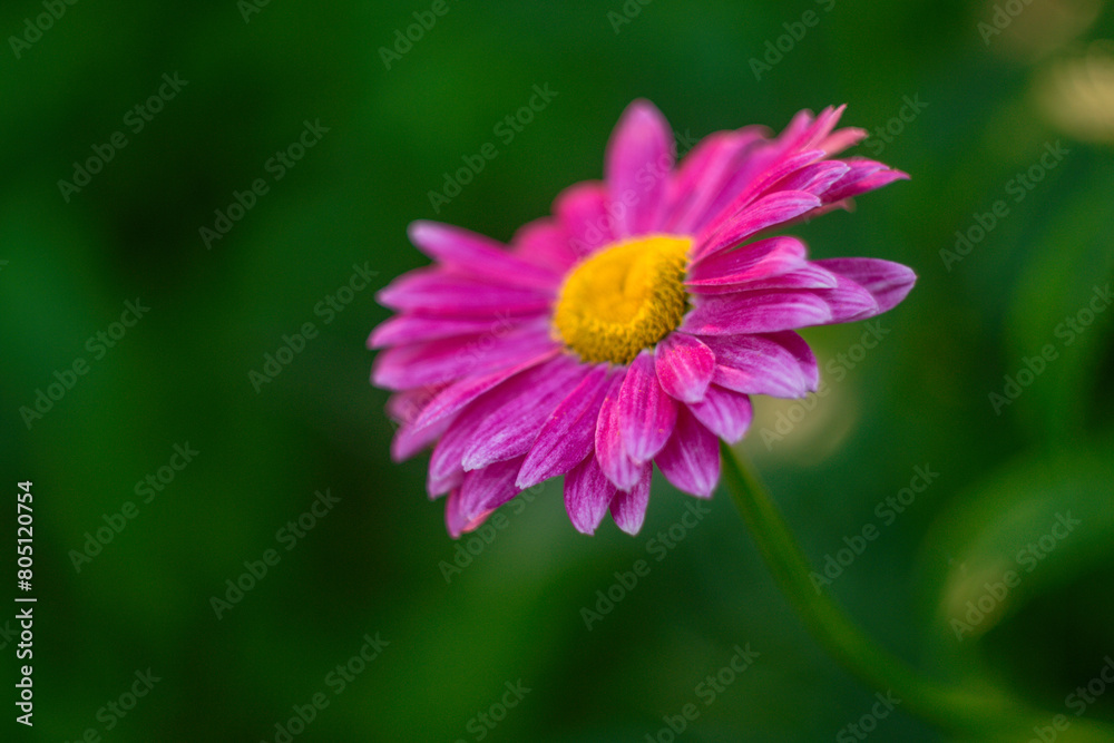 Purple flower close-up, nature of Ukraine, greenery, summer, spring, mood, beauty, postcard Purple flower close-up, nature of Ukraine, greenery, summer, spring, mood, beauty, postcard