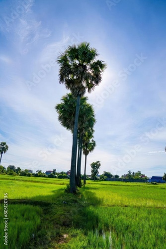 Palm tree at the Country side