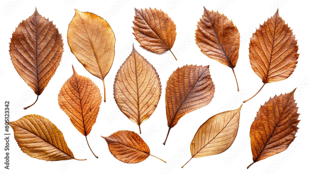 Set of autumn leaves isolated on transparent background