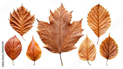Set of autumn leaves isolated on transparent background