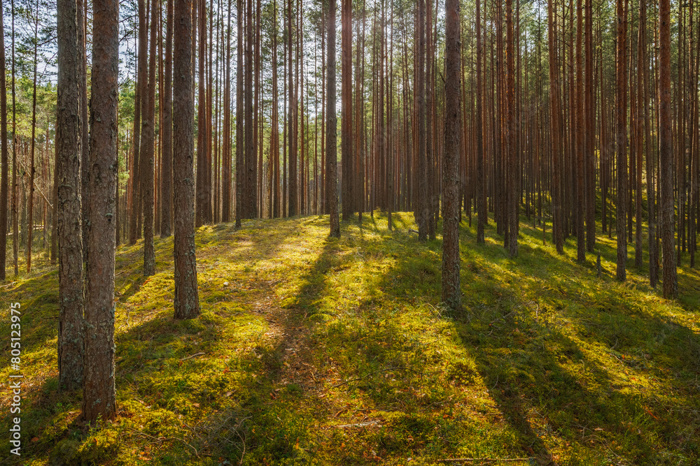 Fototapeta premium Viru Bog Viru Raba peat swamp, Estonia