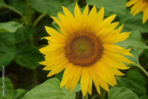 At the Heart of the Sunflower