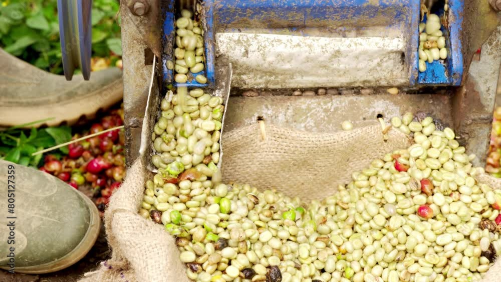 Ripe arabica coffee cherries or berries depulped by farmer on farm with manual mechanical pulper equipment, green beans falling into sack, harvest Ripe arabica coffee cherries or berries depulped by farmer on farm with manual mechanical pulper equipment, green beans falling into sack, harvest