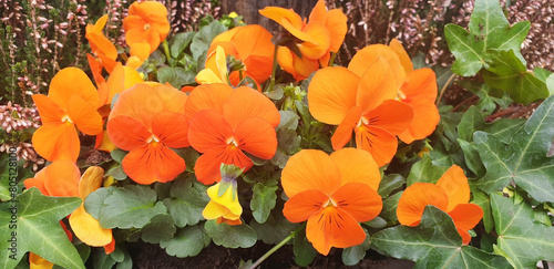 Close-up of the orange flowers viola wittrockiana or viola cornuta. Panorama. photo