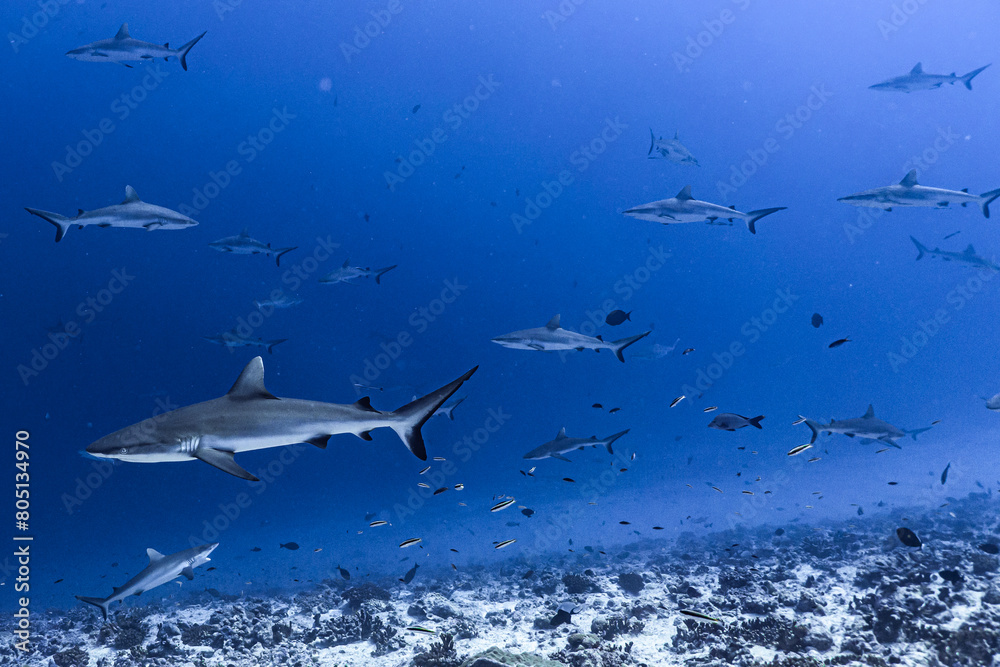 Fototapeta premium sharks in the sea