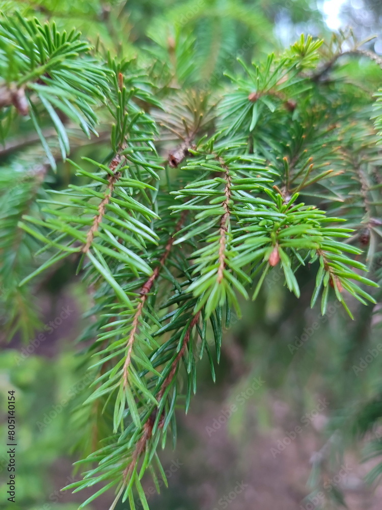Spruce branches. Spring nature. Vertical photo Spruce branches. Spring nature. Vertical photo