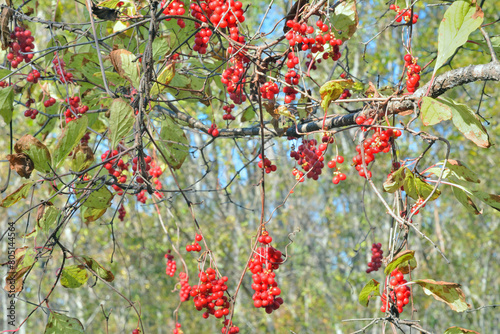 Far-Eastern plant (Schisandra chinensis)