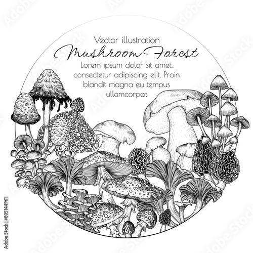 Vector frame of forest mushrooms. Fly agaric, porcini mushroom, chanterelles, honey mushrooms, morel, bamboo, common bonnet , Coprinus comatus, oyster mushrooms