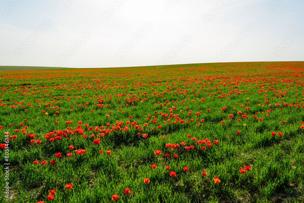 tulip Greig field