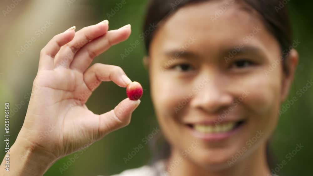 Young southeast asian arabica coffee farmer portrait with red ripe cherry or berry in hand. Concept of single origin and farm to cup Young southeast asian arabica coffee farmer portrait with red ripe cherry or berry in hand. Concept of single origin and farm to cup