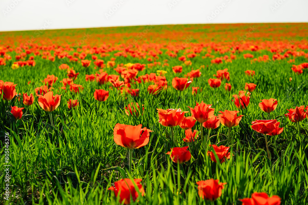 Obraz premium tulip Greig field