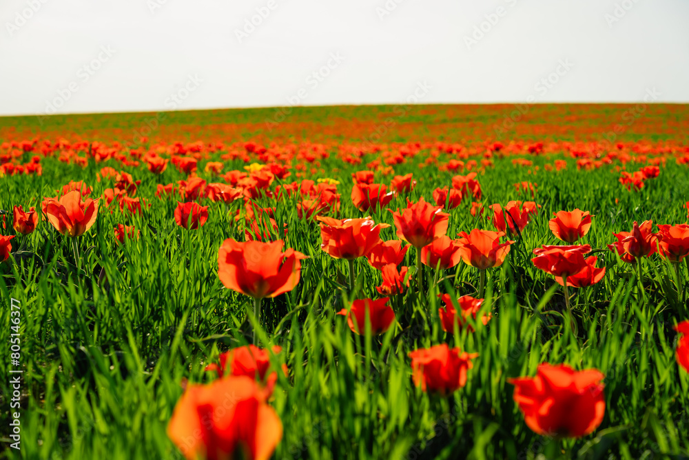 Fototapeta premium tulip Greig field