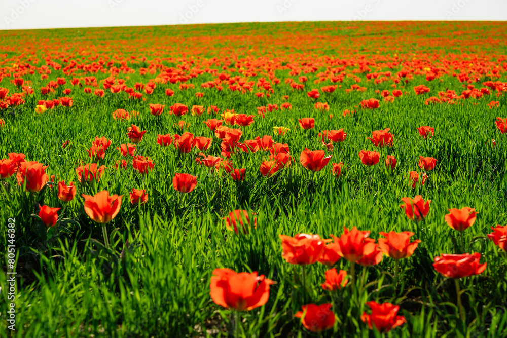 tulip Greig field tulip Greig field