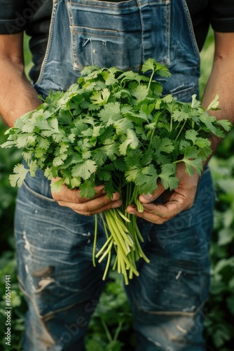 cilantro in the hands of a man. selective focus © Anna