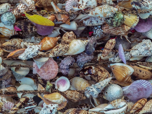 Sea shells collected on the coast of Greece  - background