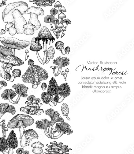 Vector frame of forest mushrooms in engraving style. Fly agaric, porcini mushroom, chanterelles, honey mushrooms, morel, bamboo, common bonnet , Coprinus comatus, oyster mushrooms