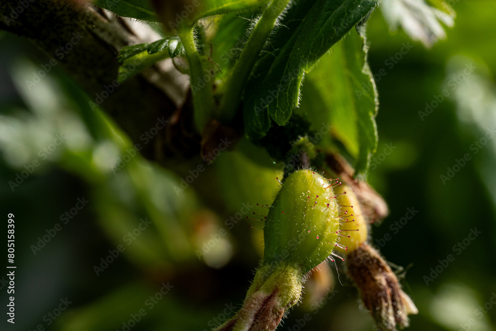 Fototapeta premium Rozwijający się owoc agrestu