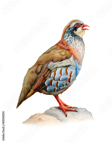 Male red partridge portrait