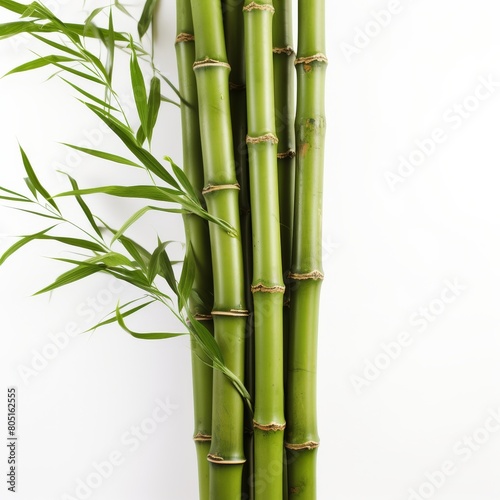 Green Bamboo Plant Beside White Wall