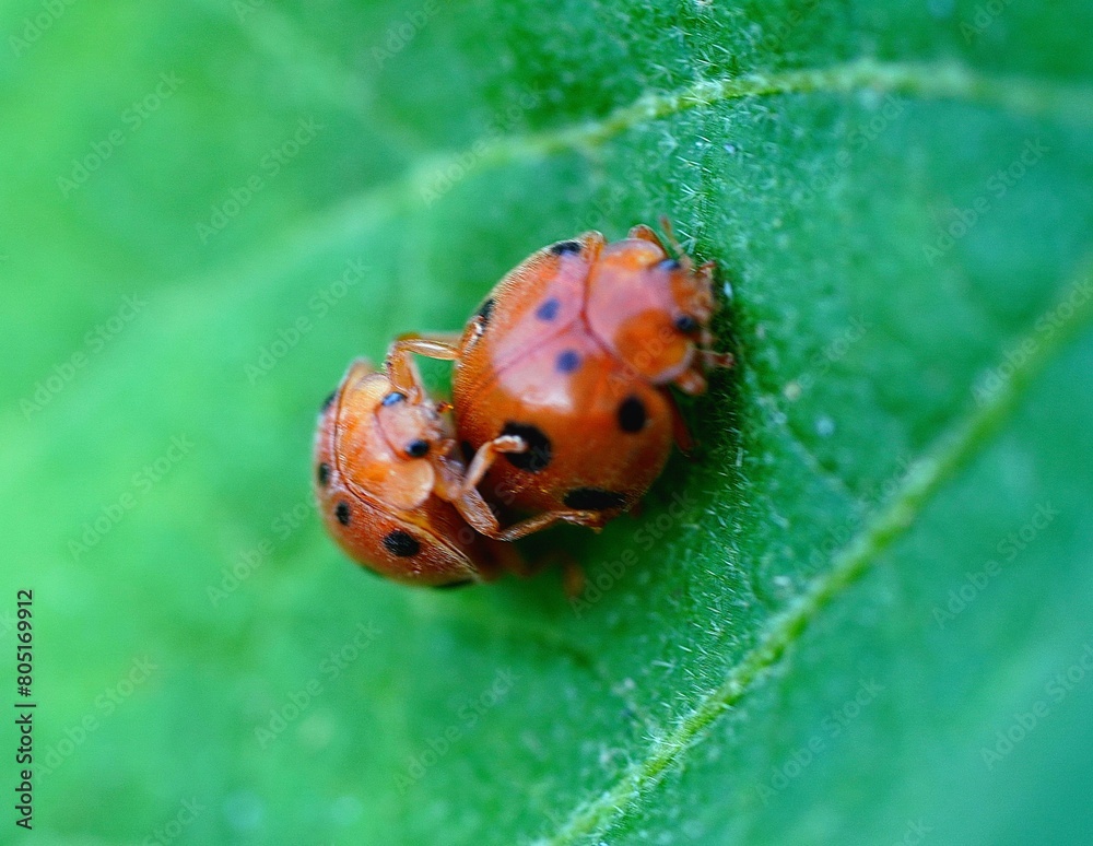 Fototapeta premium Two ladybugs are laying on a green leaf. The ladybugs are small and brown with black spots