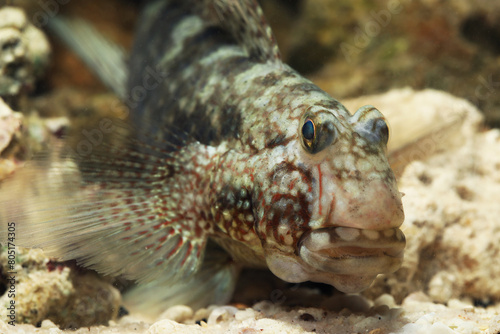 Adult male Mud-reef Goby (Exyrias belissimus) fish face close up photo