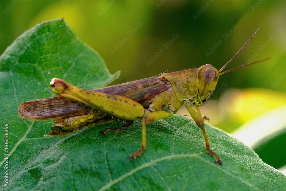 A grasshopper is sitting on a leaf. The leaf is green and has a few spots A grasshopper is sitting on a leaf. The leaf is green and has a few spots