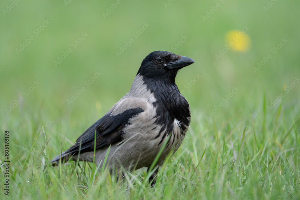 Hooded crow, portrait of Corvus cornix Hooded crow, portrait of Corvus cornix