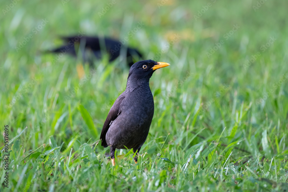 Javan myna, Acridotheres javanicus in Malaysia Javan myna, Acridotheres javanicus in Malaysia