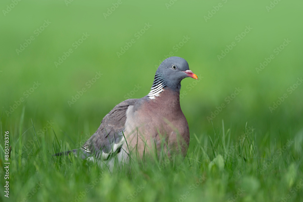 Fototapeta premium Wood pigeon, portrait of a bird