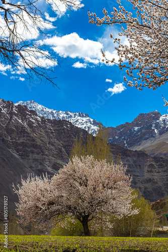 A fully grown apricot fruit trees in full bloom with green fields in the foreground and blue sky and clouds in the horizon