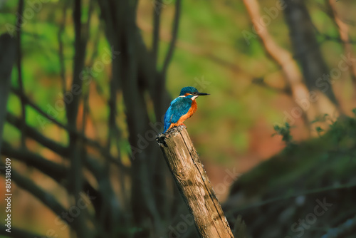 Close-up of kingfisher on a branch photo